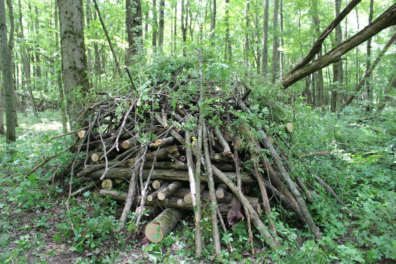 photo of a brush pile in a forest setting