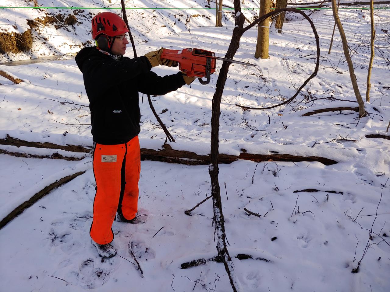 photo of a person trimming a grape vine