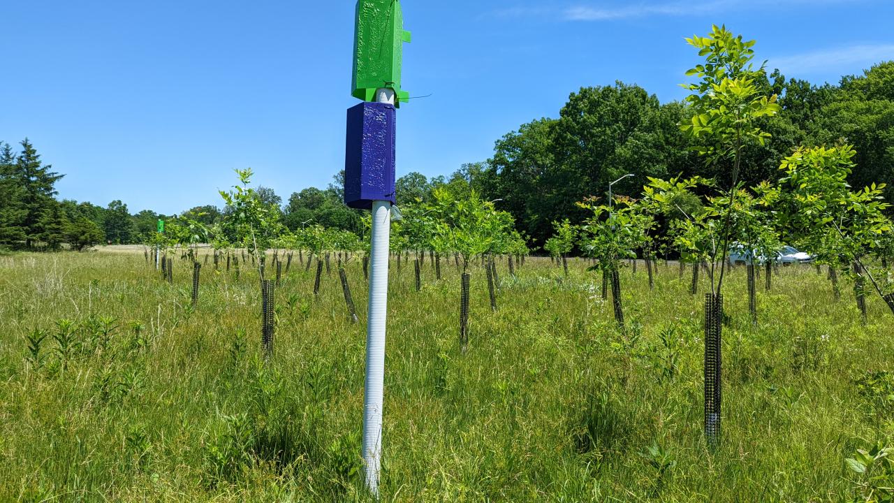 photo outdoors of a Emerald Ash Borer beetle trap