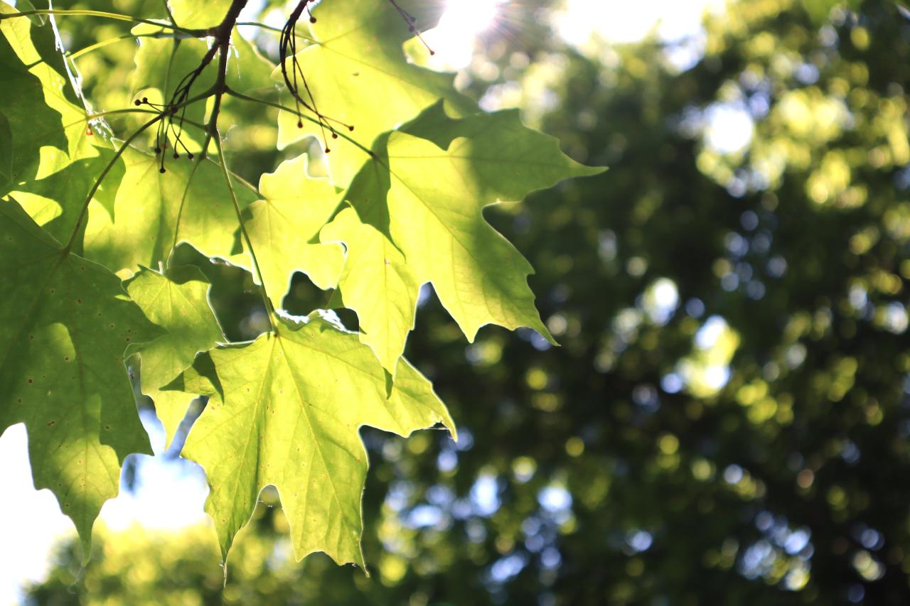 Sugar maple leaves backlit by the sun.