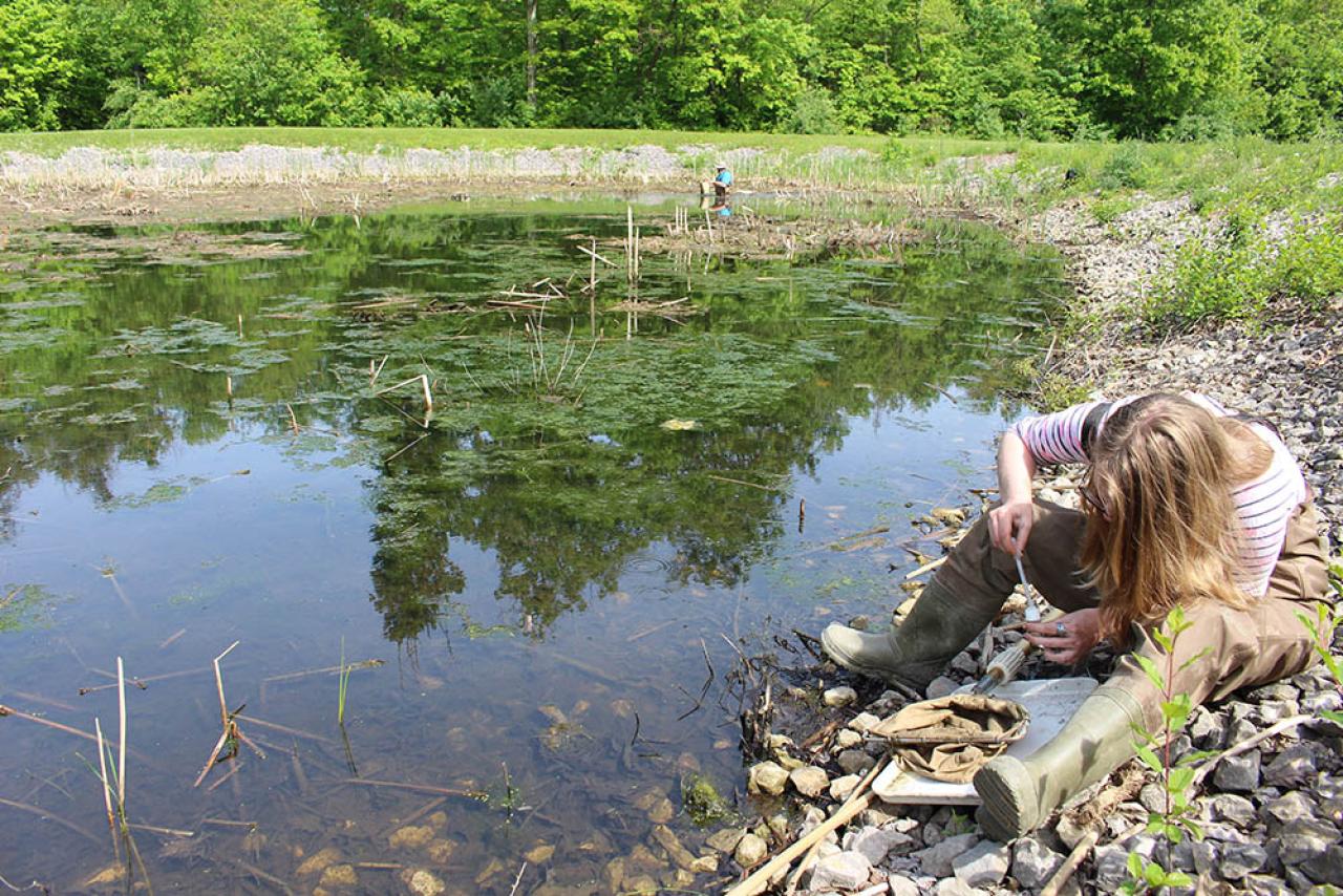 Senior undergraduate students enrolled in the Forestry and Wildlife Capstone course take water samples and identify aquatic macroinvertebrates from the drainage pond beside the Ohio State Mansfield Health Sciences building.