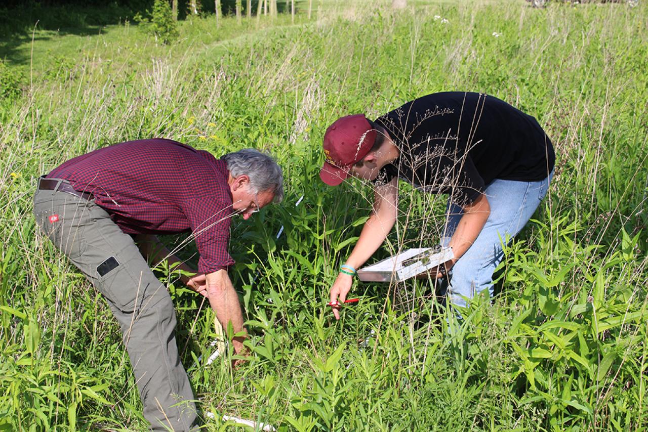 An Ecolab student and community member conduct plant surveys in campus pollinator habitat.