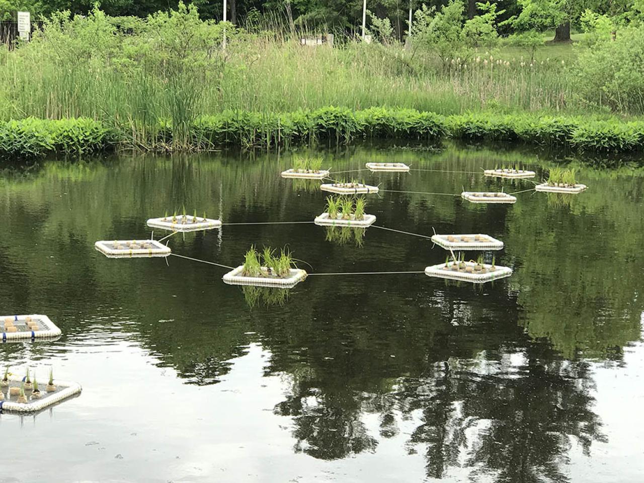 PVC floating rafts support aquatic plants that are being researched on how well they absorb and capture nutrient runoff into the Ohio State Mansfield Milliron wetland.