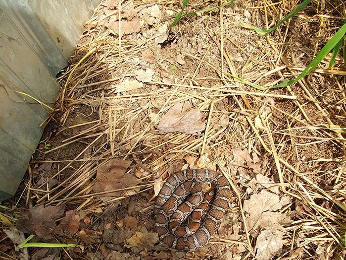 A milksnake observed under a tin cover board along one of the campus rights-of-way corridors.