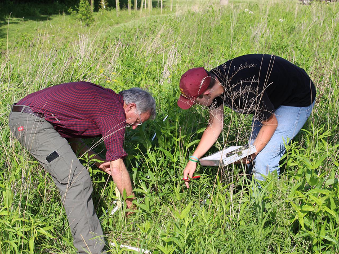 Ohio State Mansfield Student and Community Partner collecting vegetation data in the First Energy Pollinator Plots