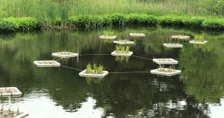 a lily pond reflecting daylight