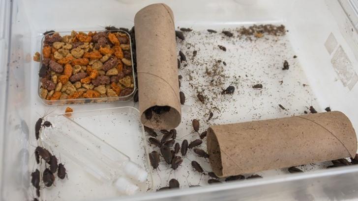 clear plastic bin with cardboard tubes and cockroaches and their feed