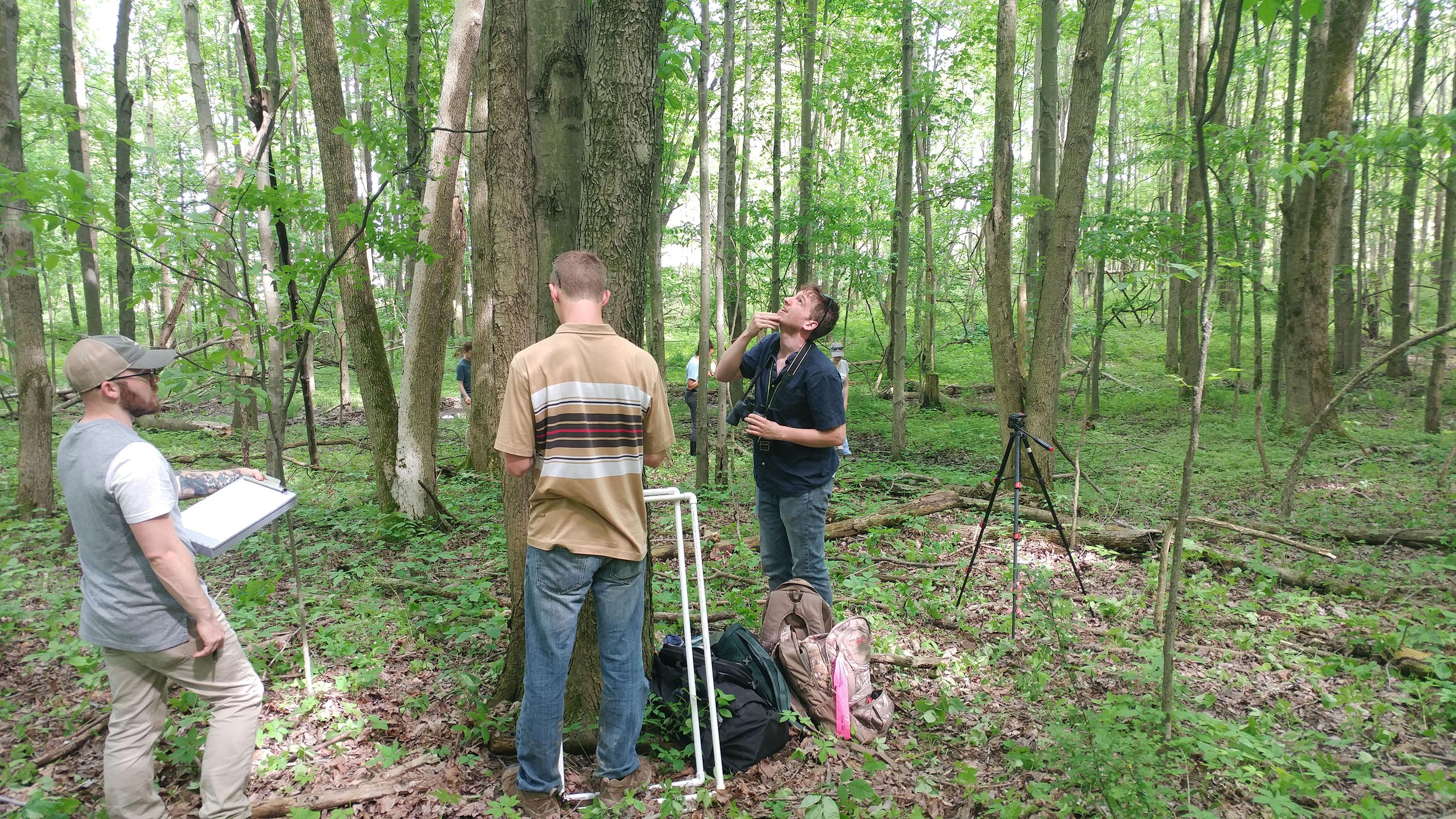 photo of three people in a wooded setting standing around a tree being researched