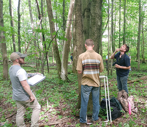 Senior Forestry students examine a maple tree in the forest