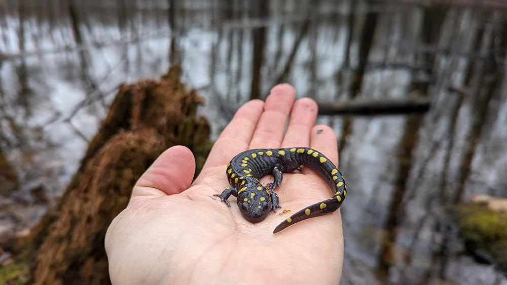 A spotted salamander in the palm of a hand