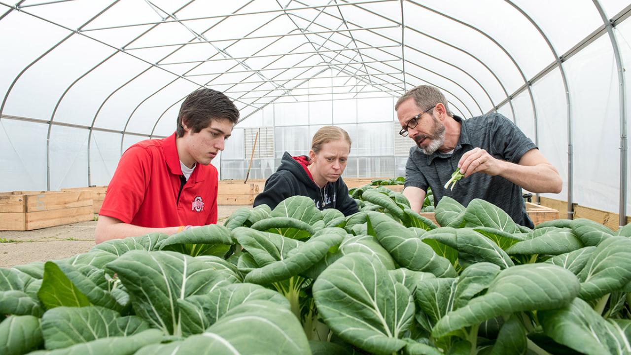 Two students and a faculty member work in a greenhouse