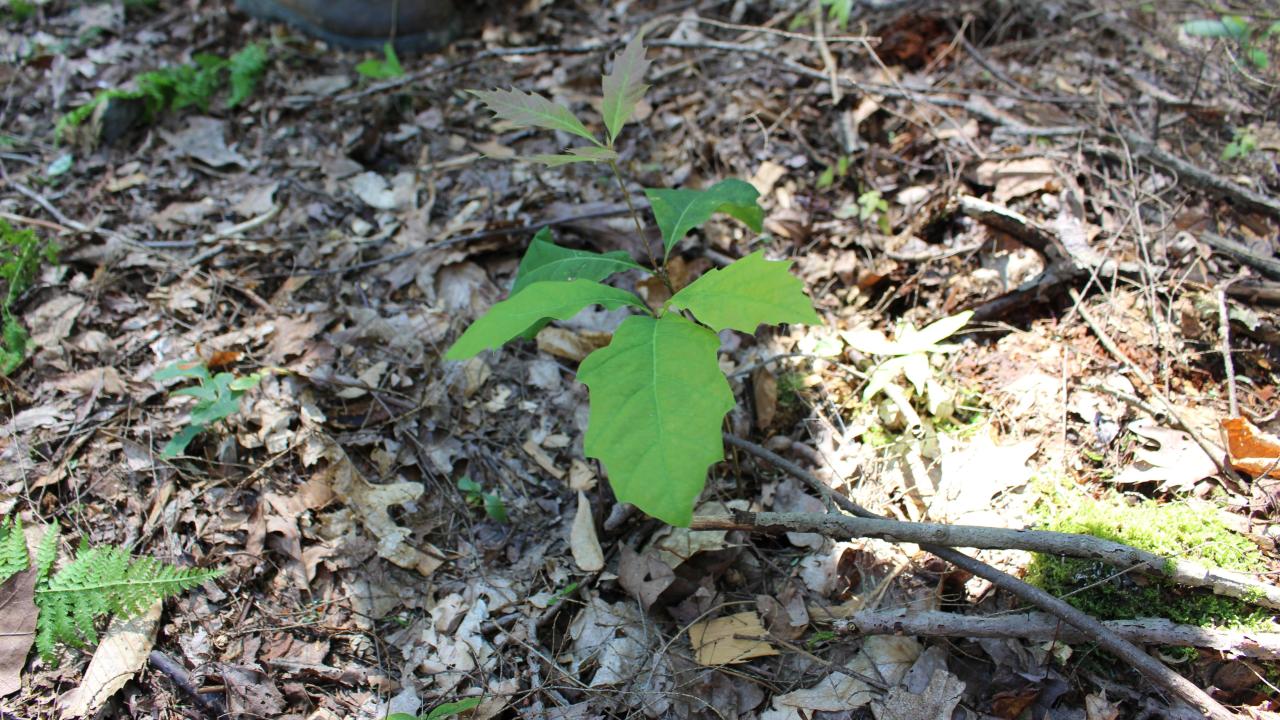 photo of the forest floor of a young oak tree