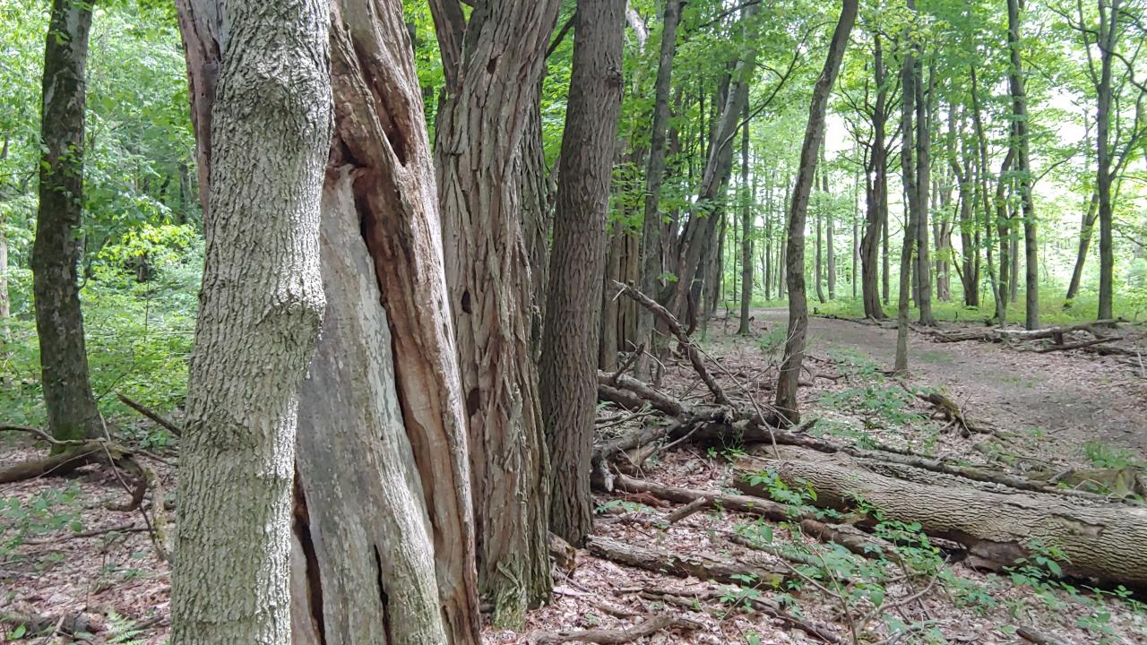 photo in a wooded setting of an old hedgerow