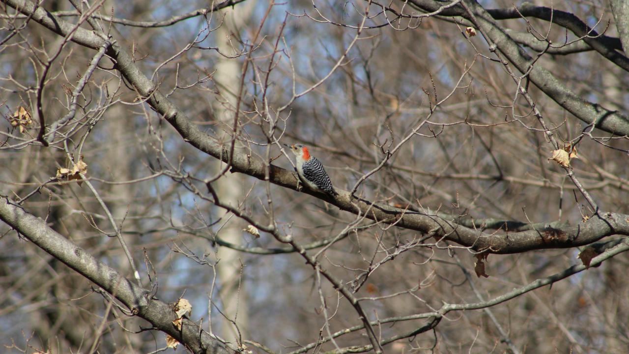 photo of a bird, a woodpecker, in a tree