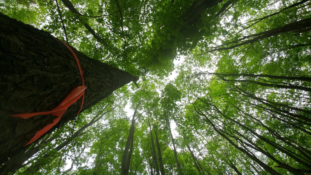 photo from a forest floor looking straight up into the tree tops