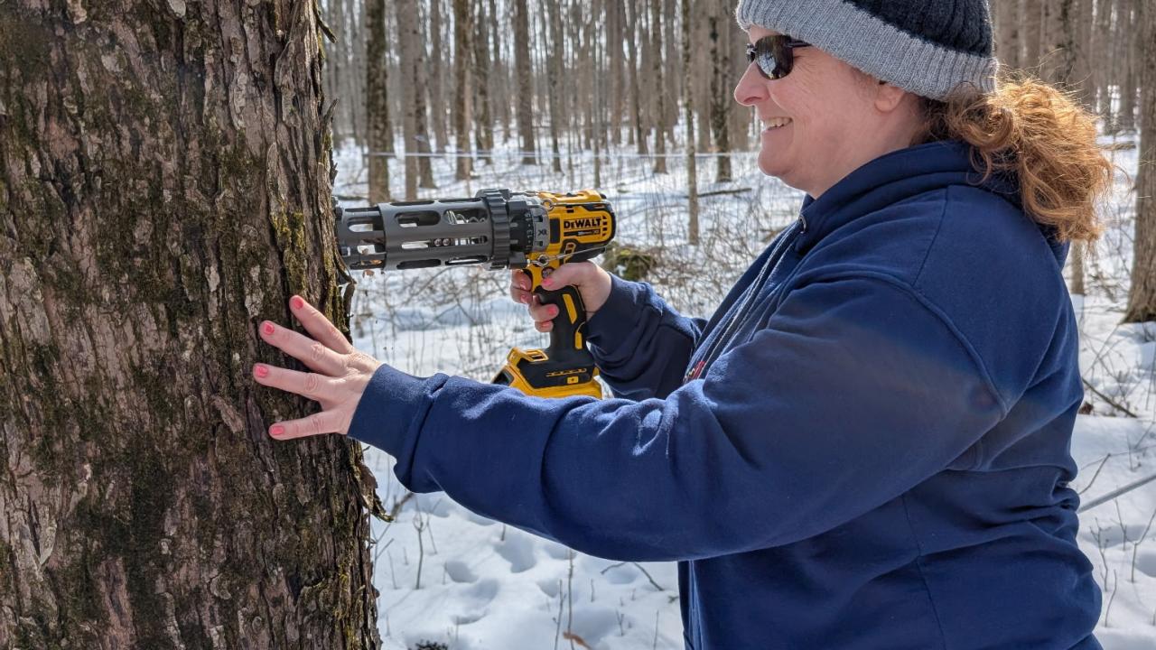A person uses a precision tapping drill to place a taphole in a maple tree at the Ohio State Mansfield maple sugarbush.