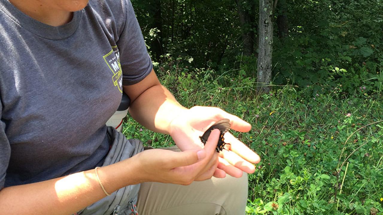 Pancakes and Pollinators 2018