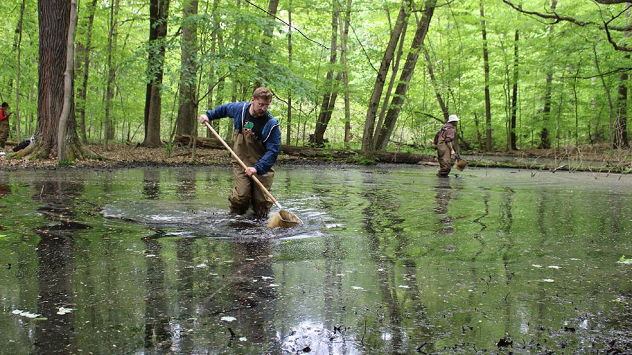 Two students in waders use dip nets to collect aquatic macroinvertebrates from within a vernal pool located within mature hardwood forest.