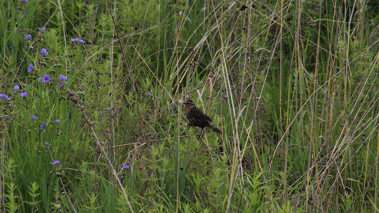 Ohio spiderwort is flowering and a female red-winged blackbird perches on wetland vegetation.