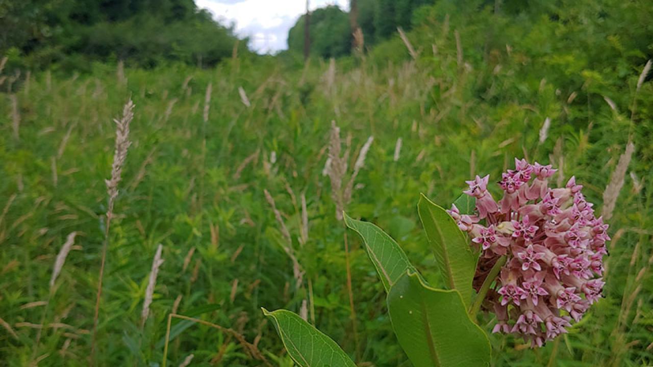 Common milkweed in bloom.