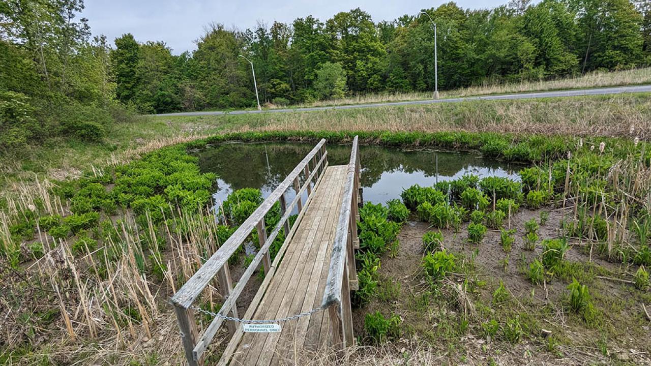 Clumps of duck potato emerge in mid-May from the exposed mud flats encircling a wetland basin.  A wooden research pier grants access to the middle of the wetland.