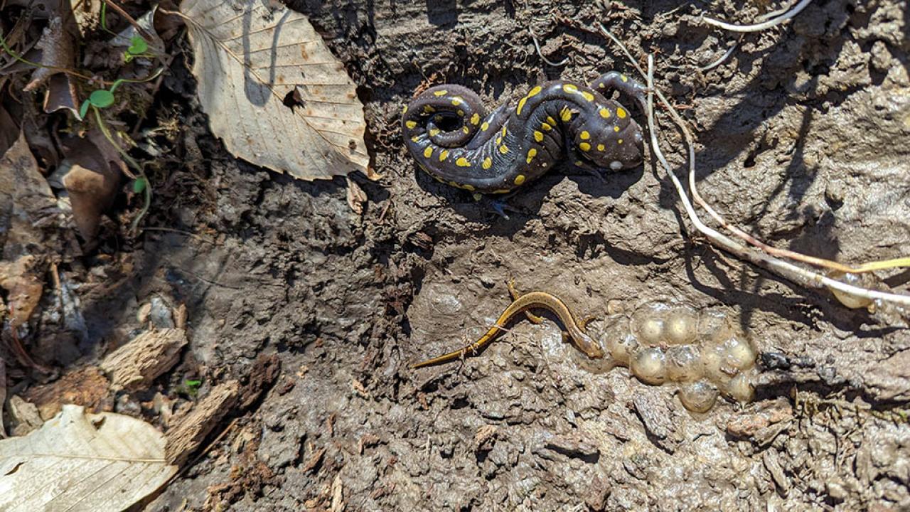 A two-lined salamander is guarding a cluster of eggs while a spotted salamander lays right next to it near a vernal pool.